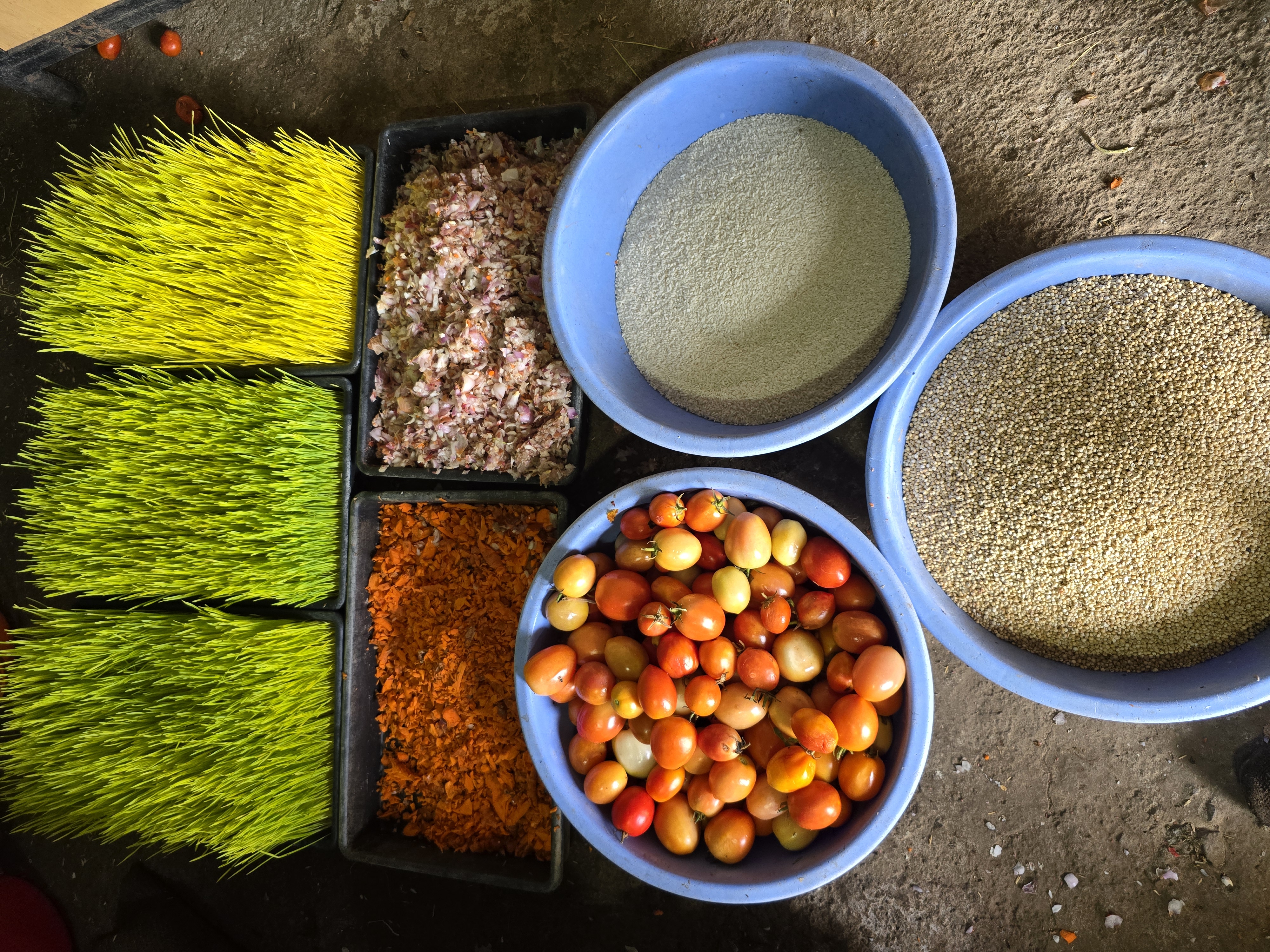A spread of natural hen feed — trays of fresh green fodder, chopped greens, grain and ripe tomatoes