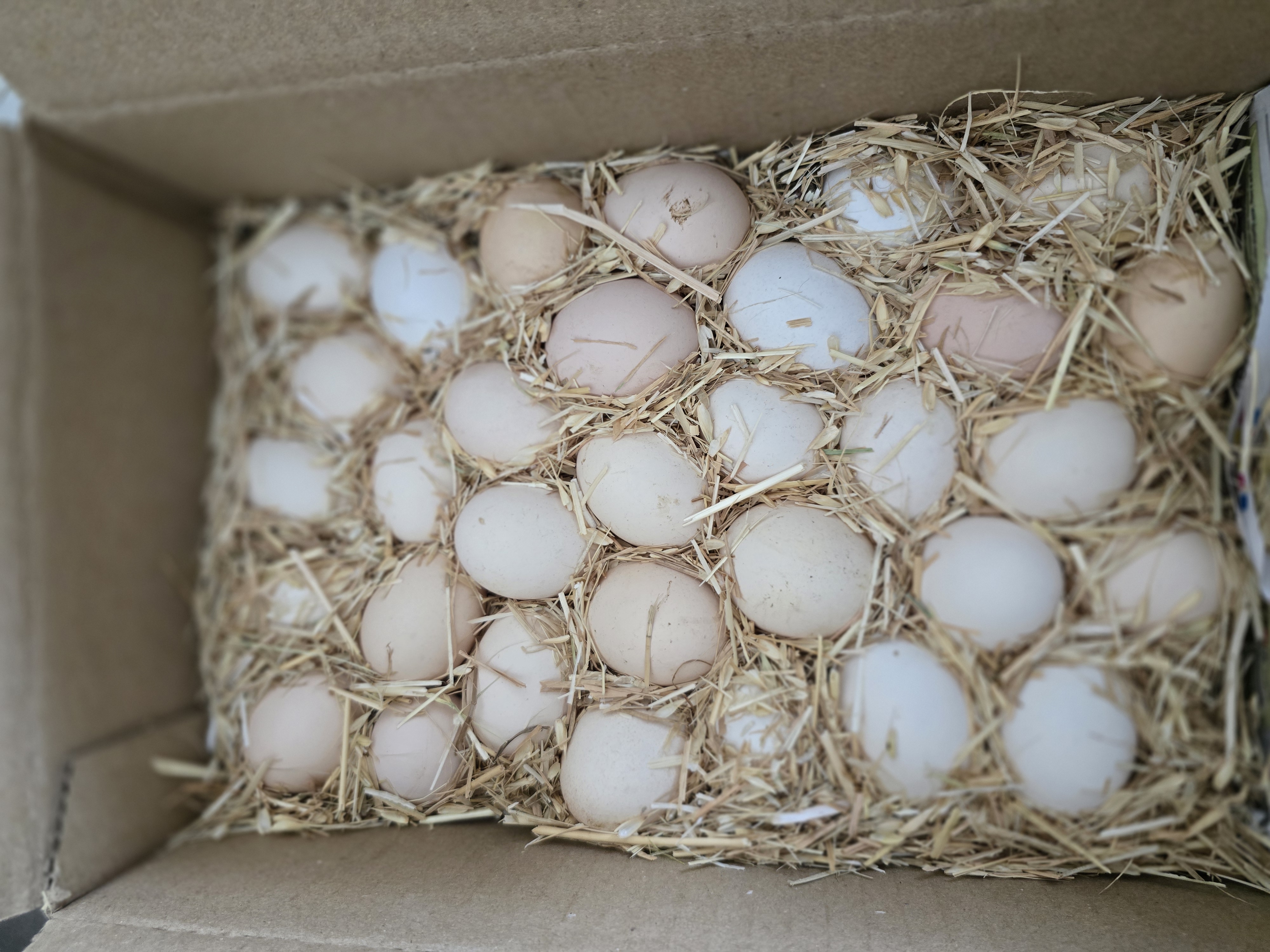 Pale farm-fresh desi eggs nestled in straw inside a packing box