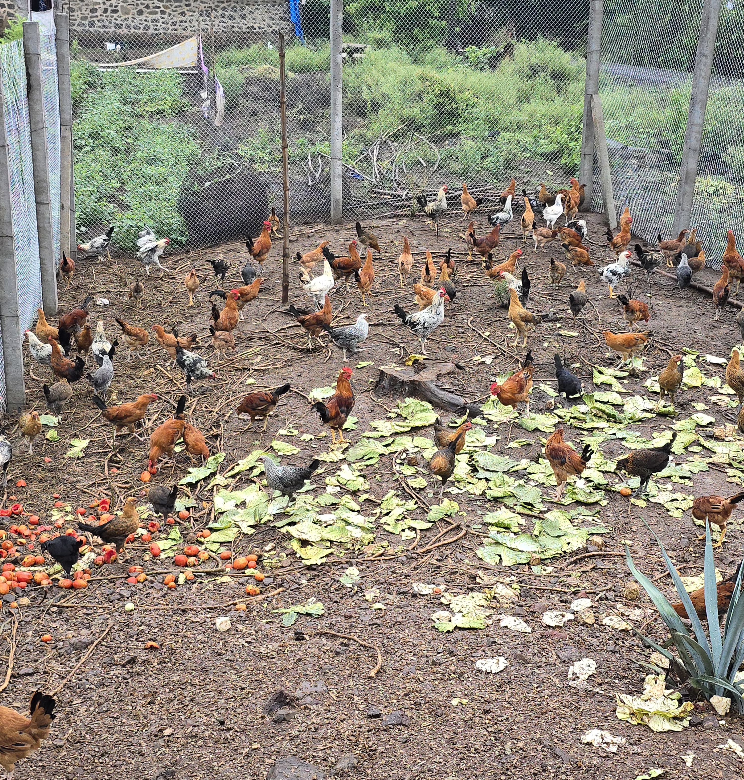 A large open run where dozens of desi hens roam and forage freely on greens