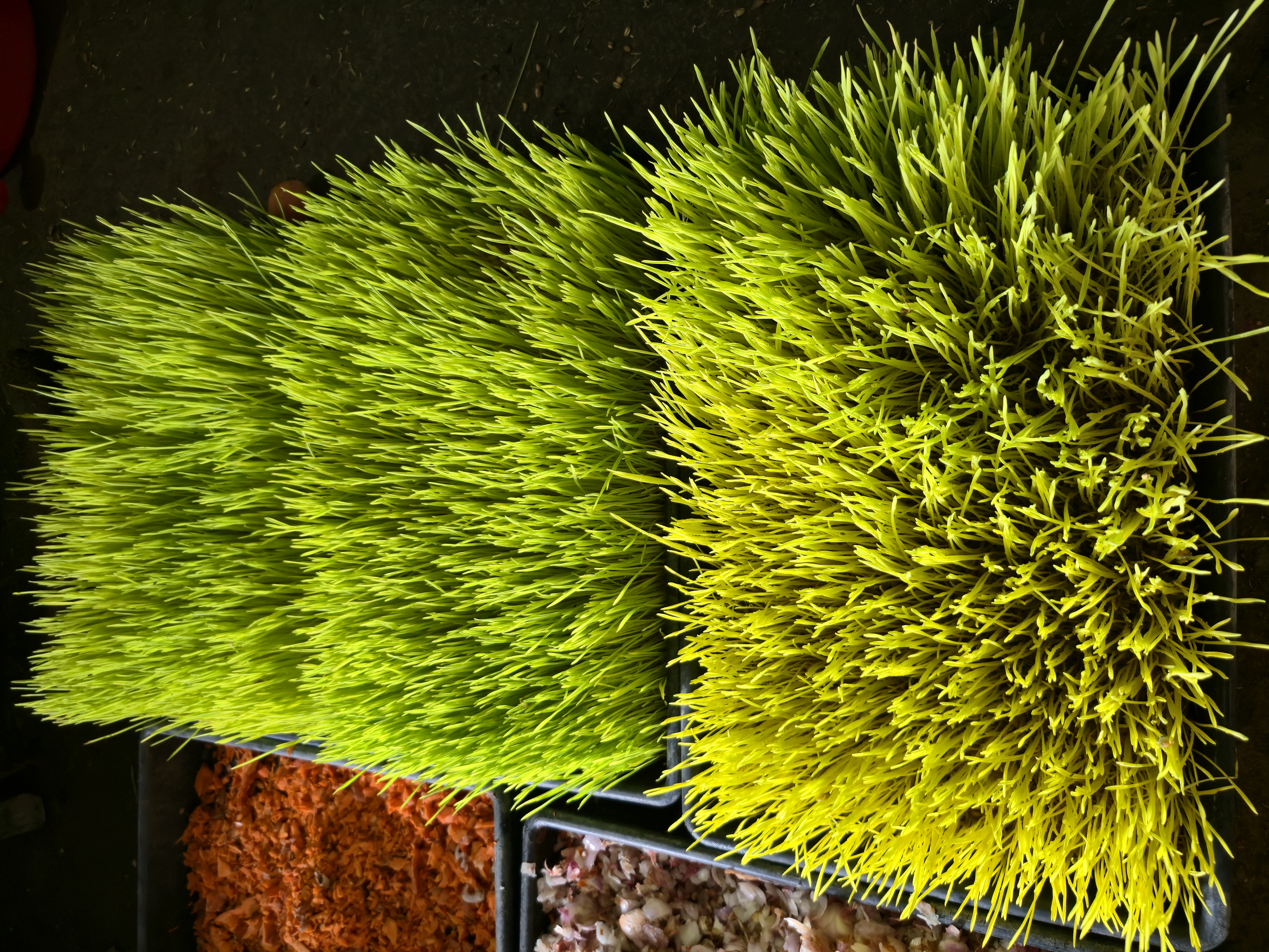 Close-up of freshly grown green sprouted fodder trays