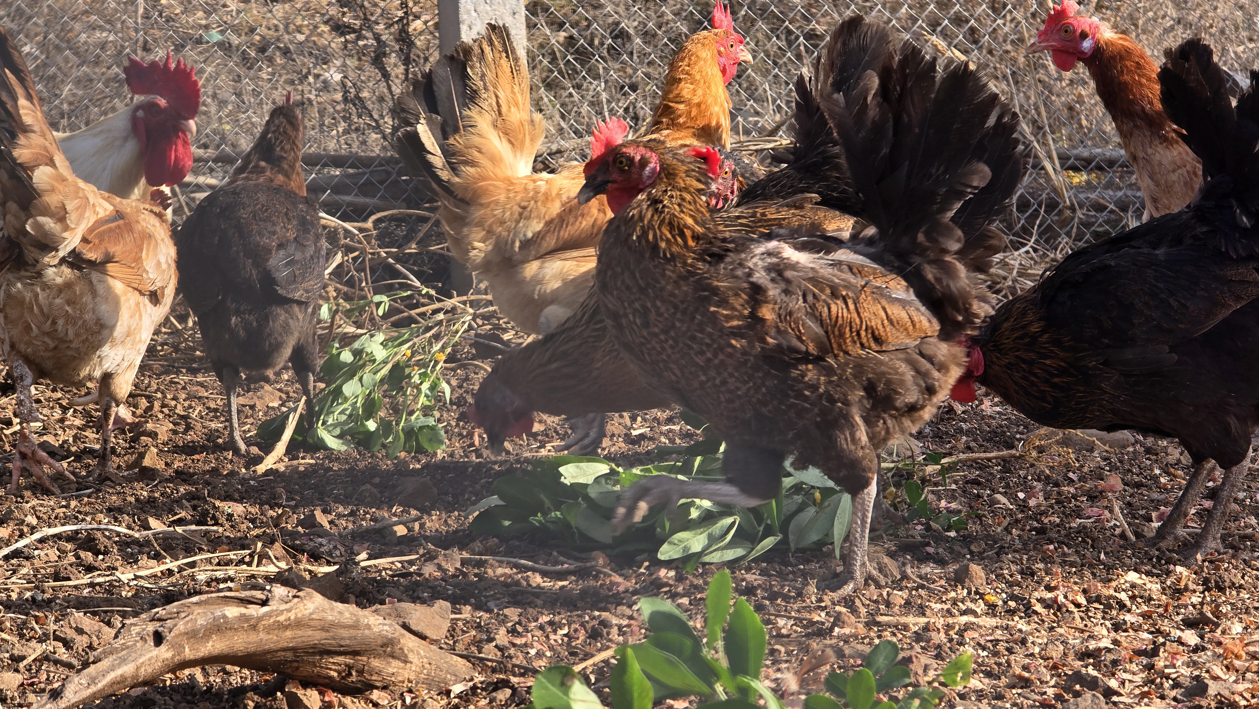 Free-range desi hens and a rooster foraging on open ground in warm golden light