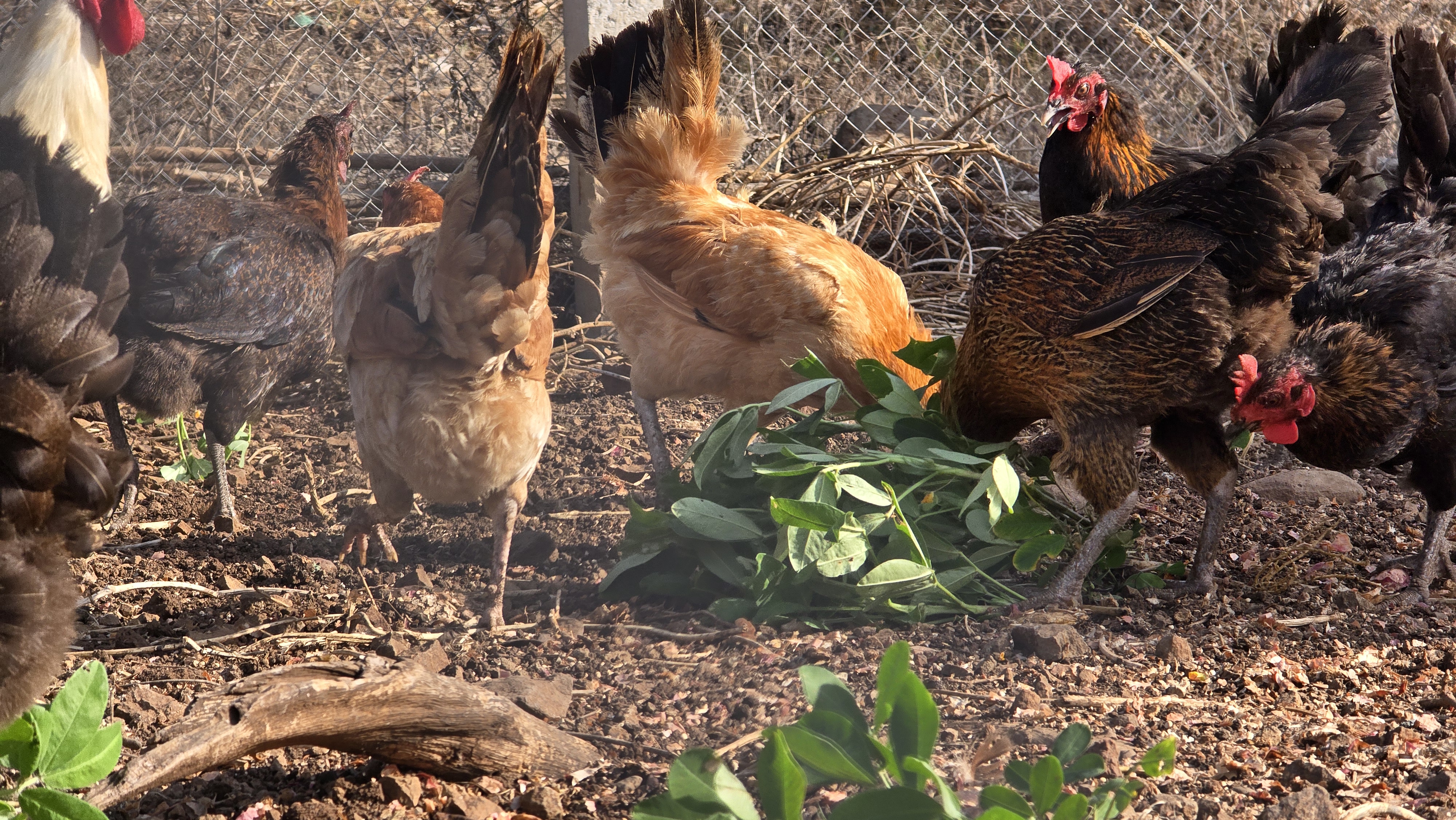 Hens gathered around a pile of fresh green leaves, pecking at their feed