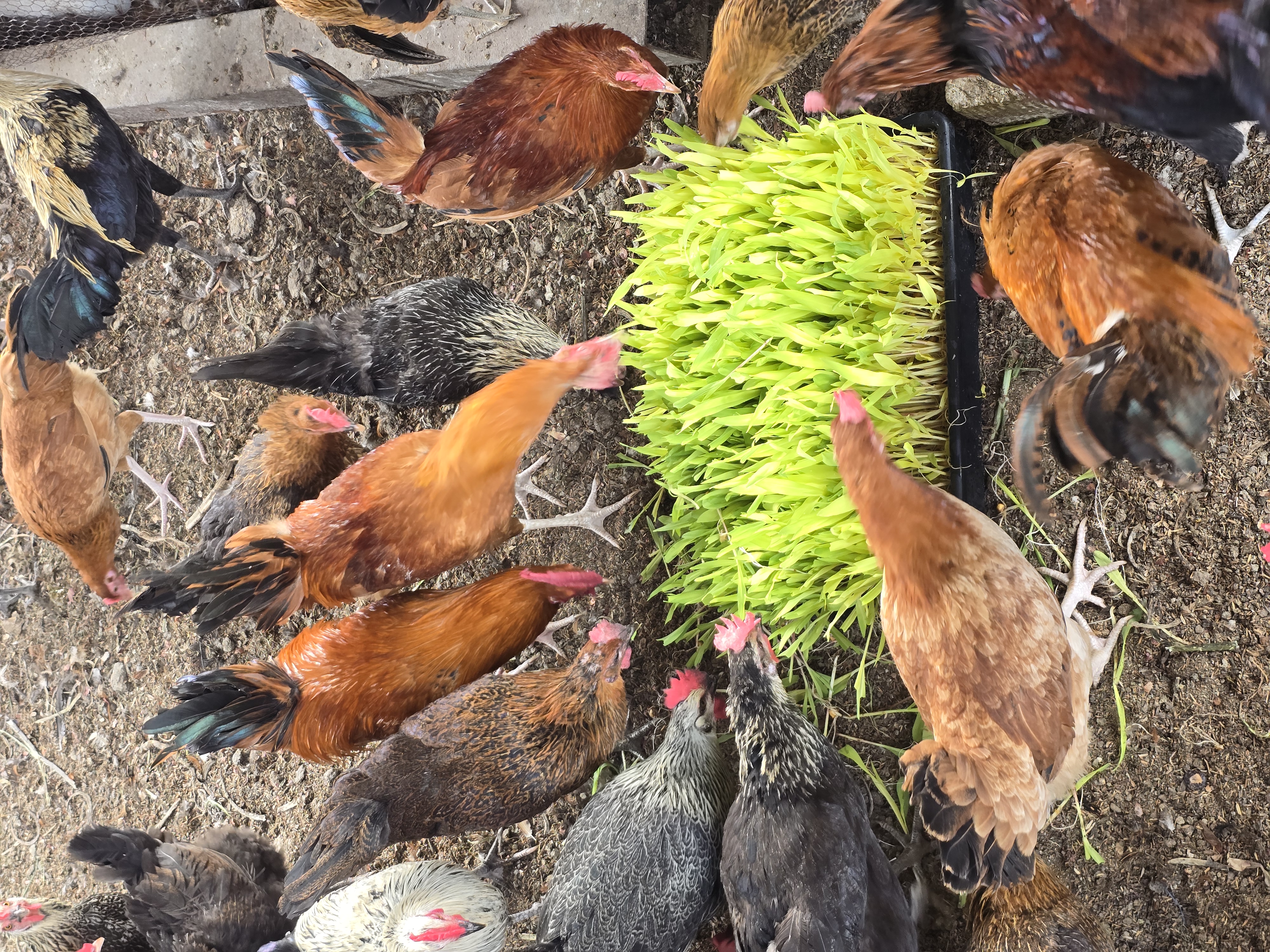 Free-range hens pecking at a tray of fresh green sprouted fodder