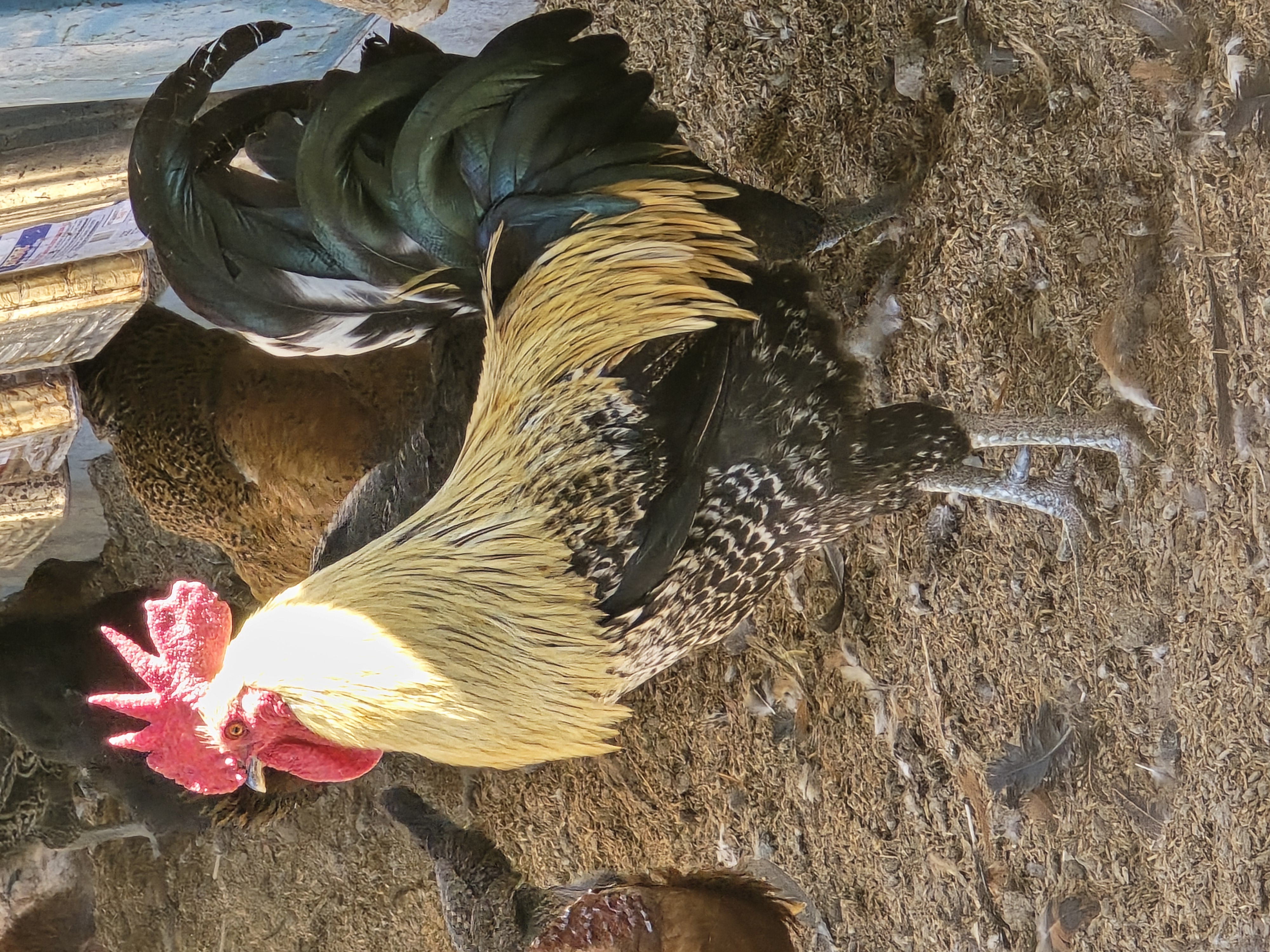 A desi rooster with glossy black-and-gold tail feathers in the farm yard