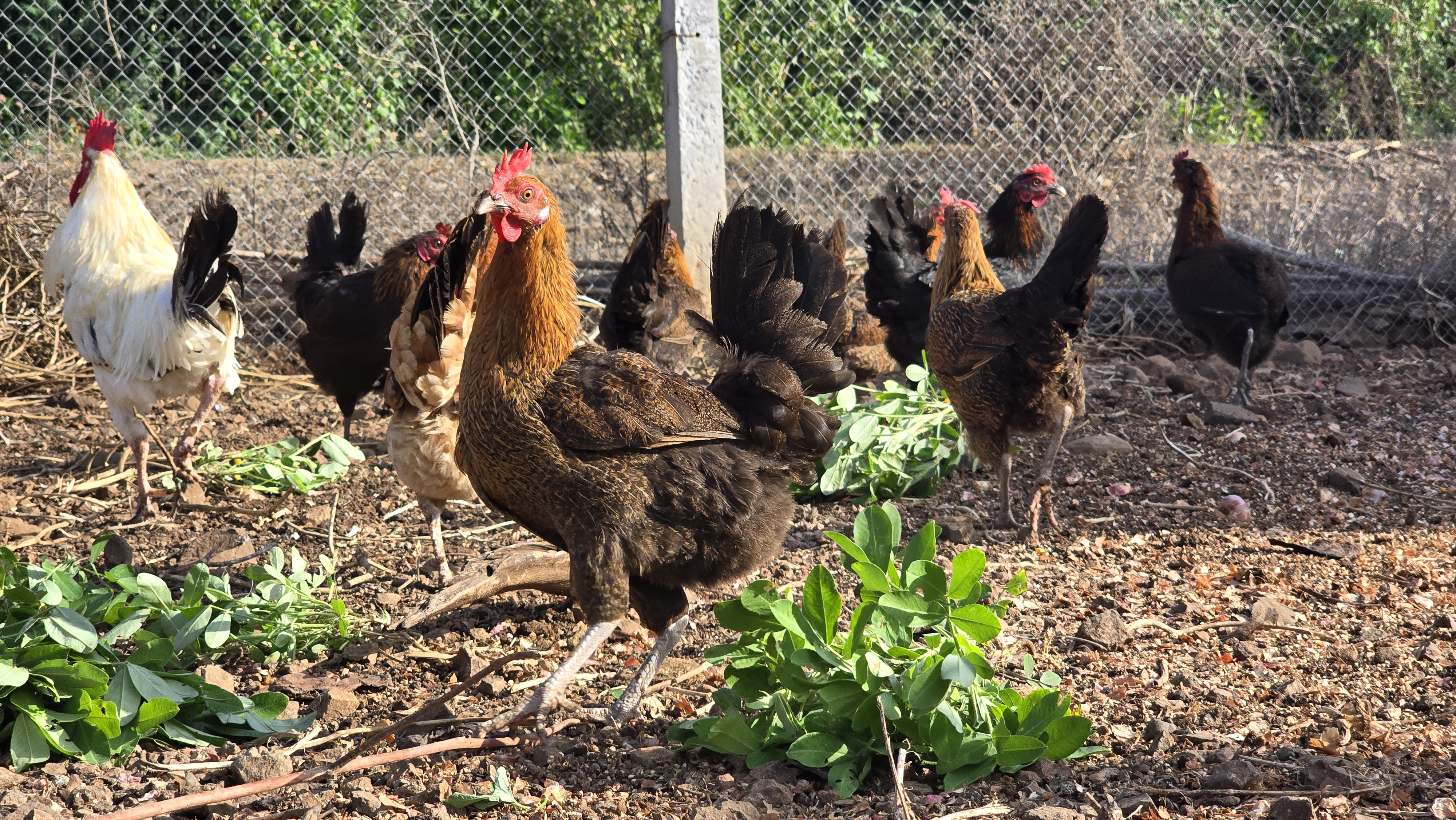 Desi gavran hens roaming and foraging together on bare earth scattered with fresh green leaves