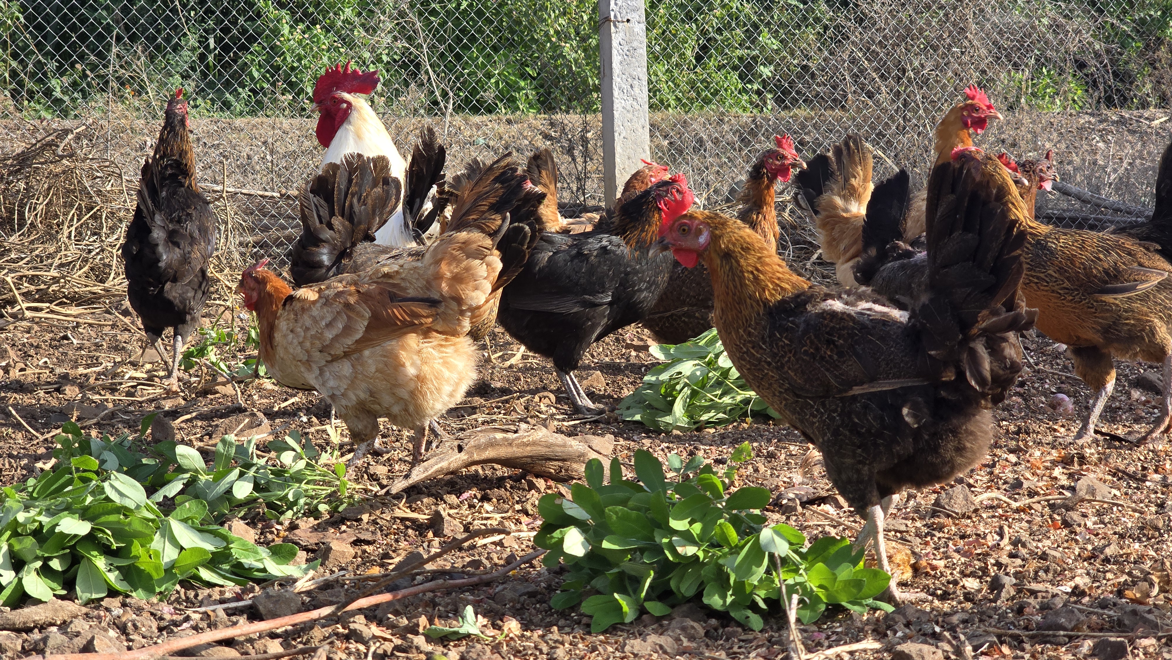 A flock of free-range desi gavran hens and a rooster foraging on open ground, pecking at fresh greens in warm evening light